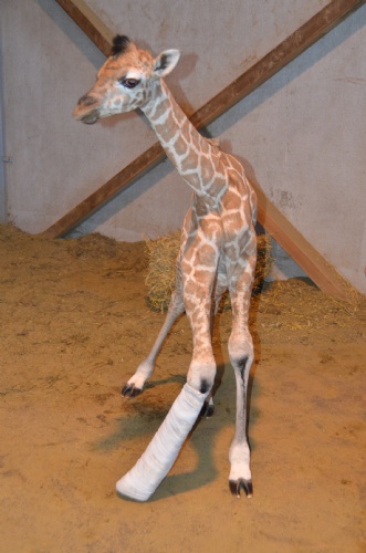 Bellewaerde Park babygiraf